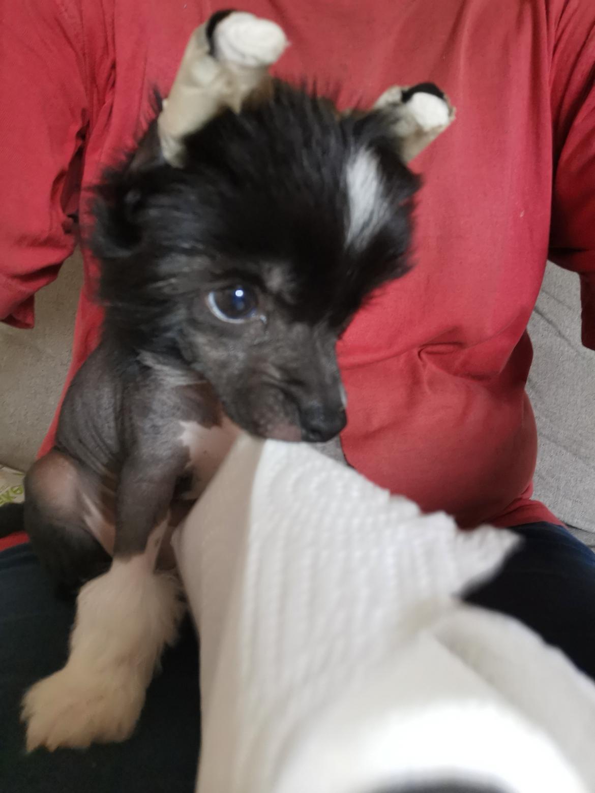 Chinese crested hårløs DJ billede 14