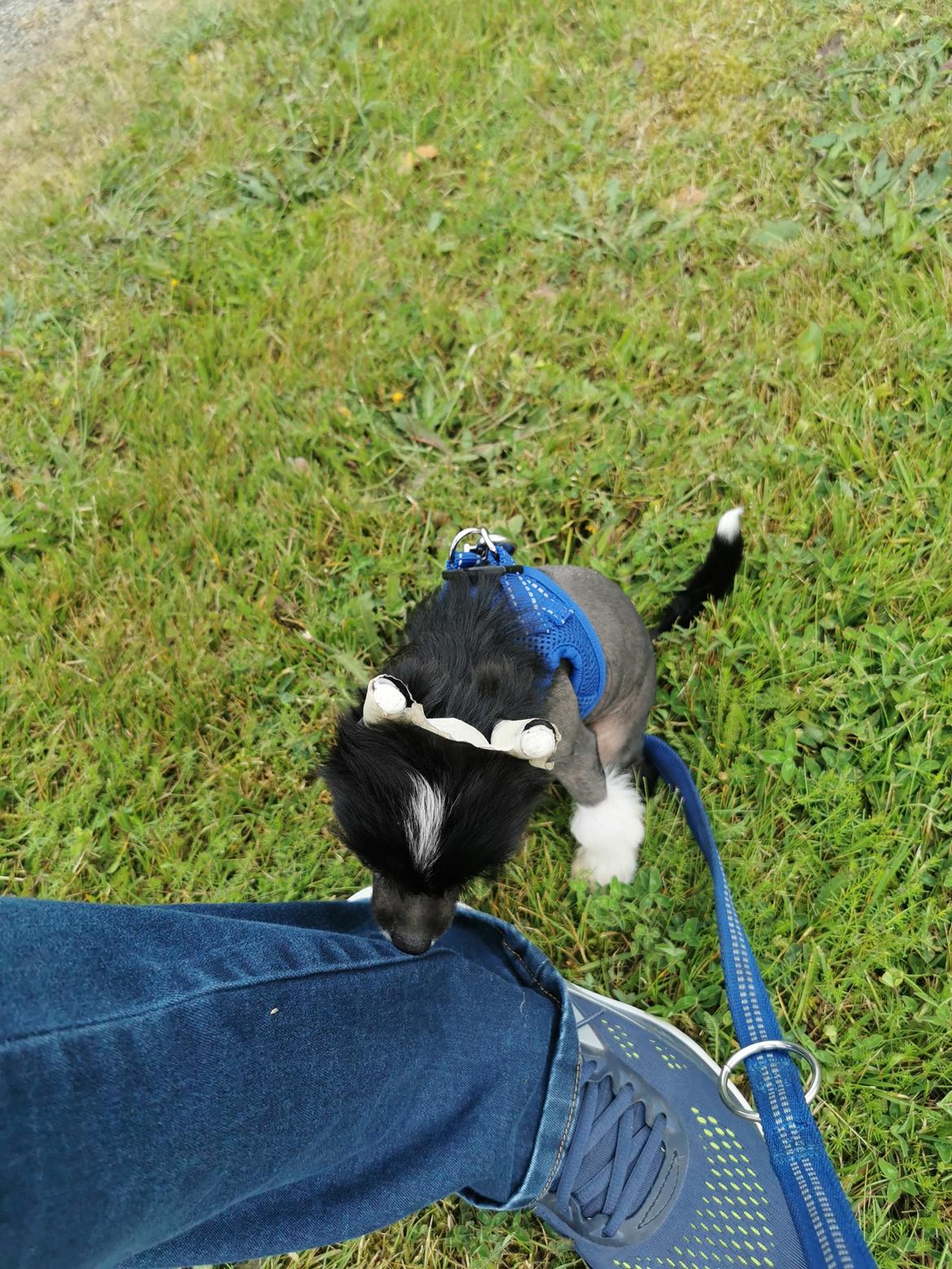 Chinese crested hårløs DJ - kommer du mor billede 16