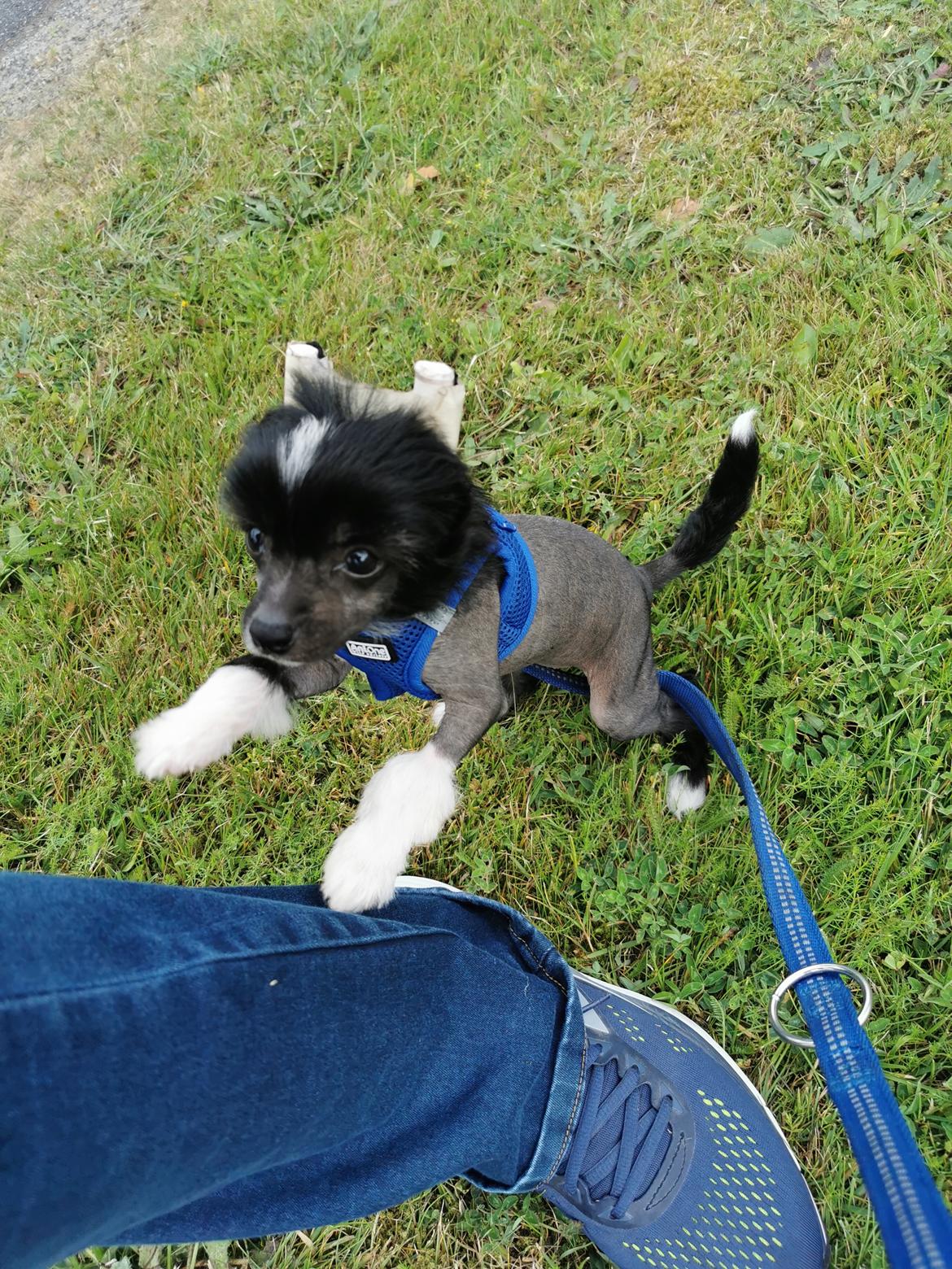 Chinese crested hårløs DJ - må jeg ikke komme op på skødet af dig mor billede 17