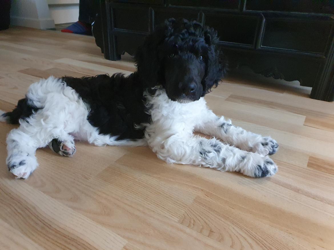 Storpuddel Khitai  billede 2