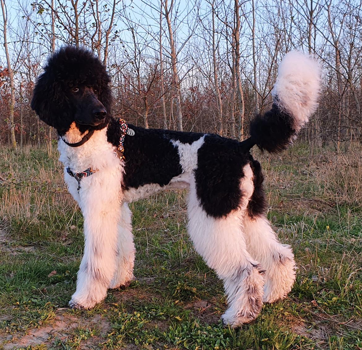 Storpuddel Khitai  - Harlekin Storpuddel Khitai, 7 mdr billede 1