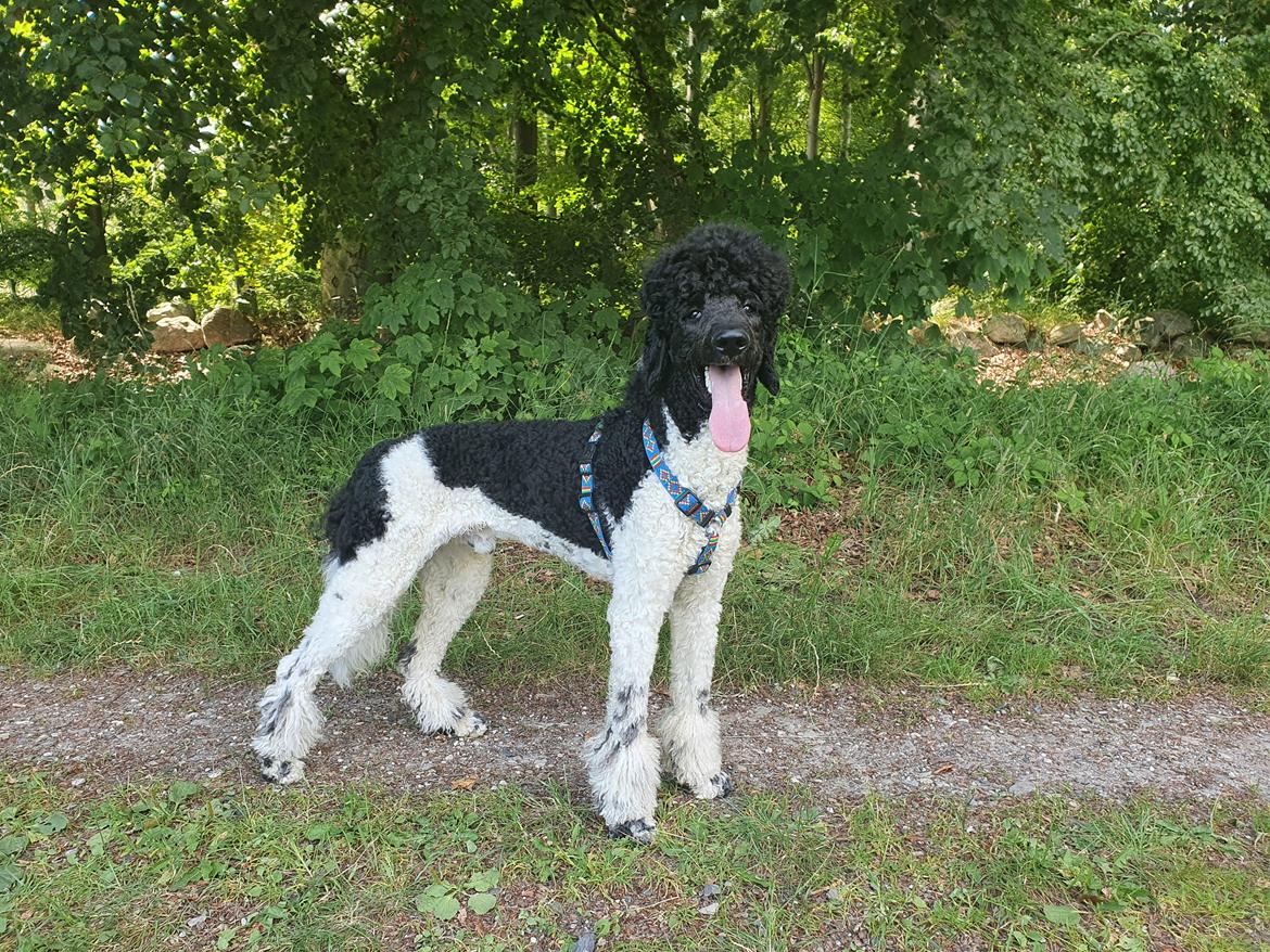 Storpuddel Khitai  billede 3