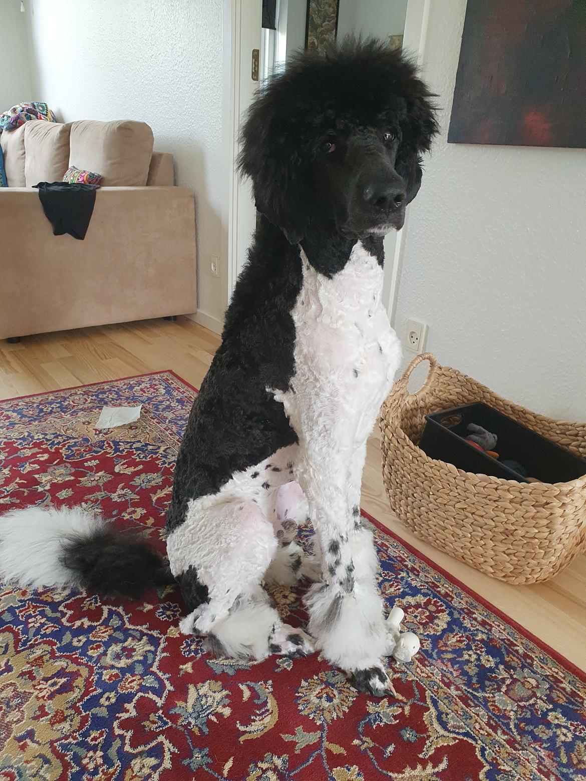 Storpuddel Khitai  billede 4