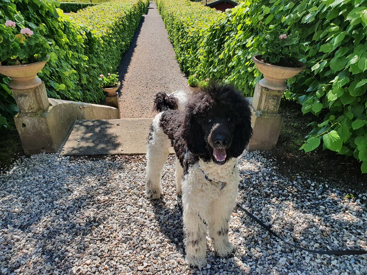 Storpuddel Khitai  billede 7