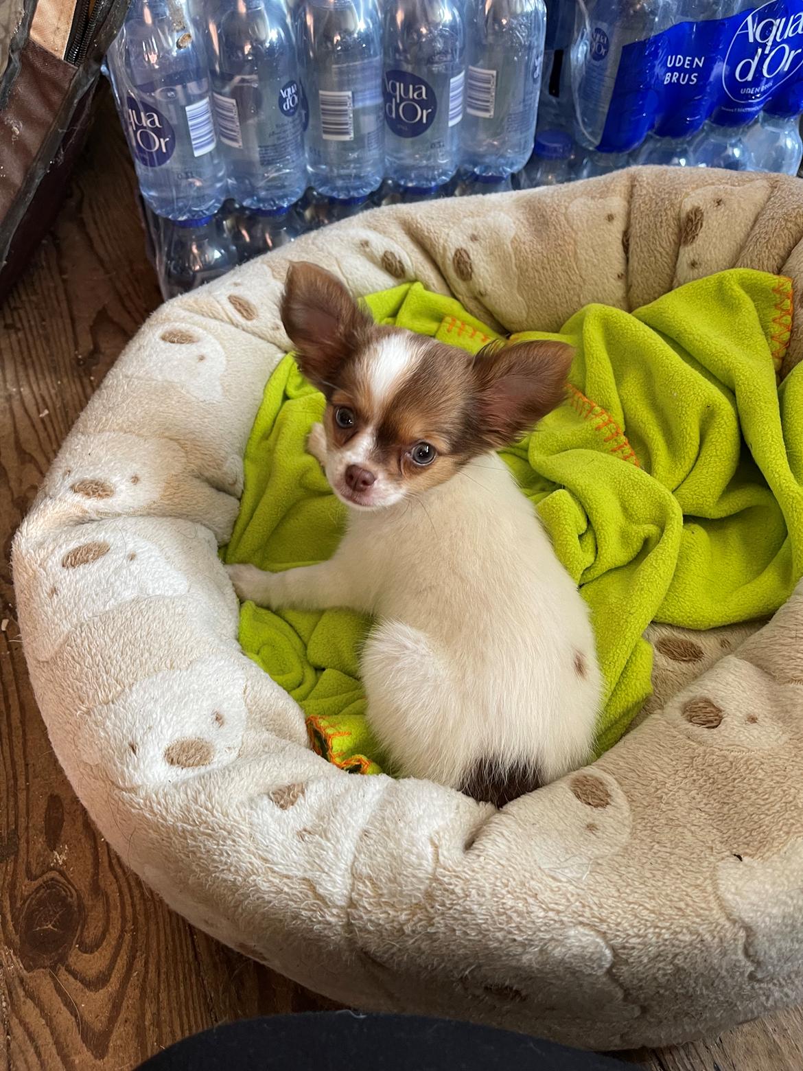 Chihuahua Cody - Ankommet til sit nye hjem🏡💚 billede 2