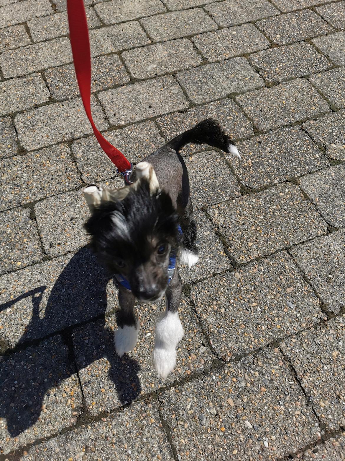 Chinese crested hårløs DJ - gå tur mor  billede 23