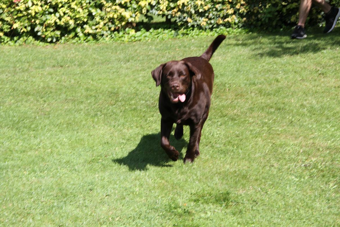 Labrador retriever Nessie billede 2