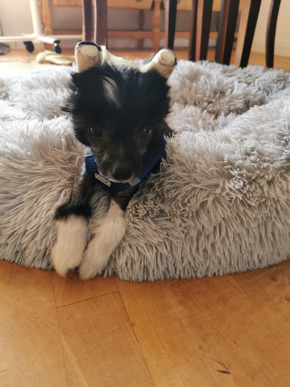 Chinese crested hårløs DJ billede 25