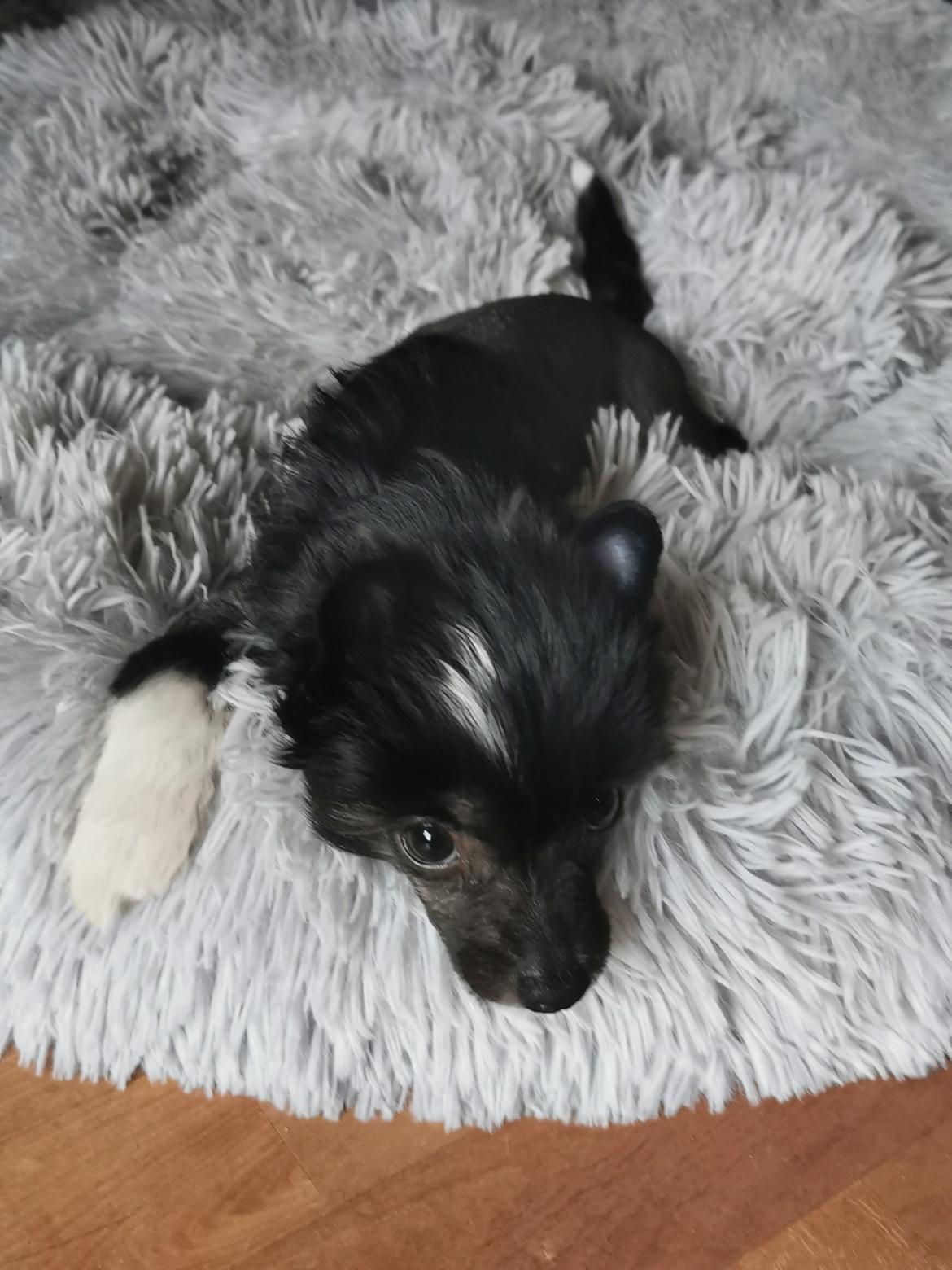 Chinese crested hårløs DJ billede 27