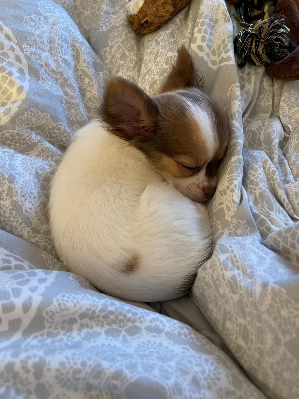 Chihuahua Cody - Han er så lille💚 billede 6