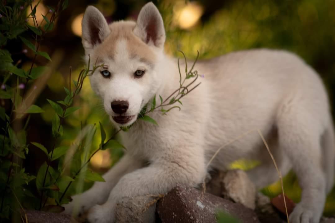 Siberian husky Mesmocan Red Sixteen (Luna)  billede 10