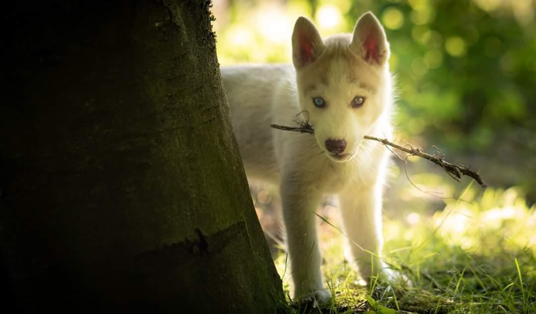 Siberian husky Mesmocan Red Sixteen (Luna)  billede 12