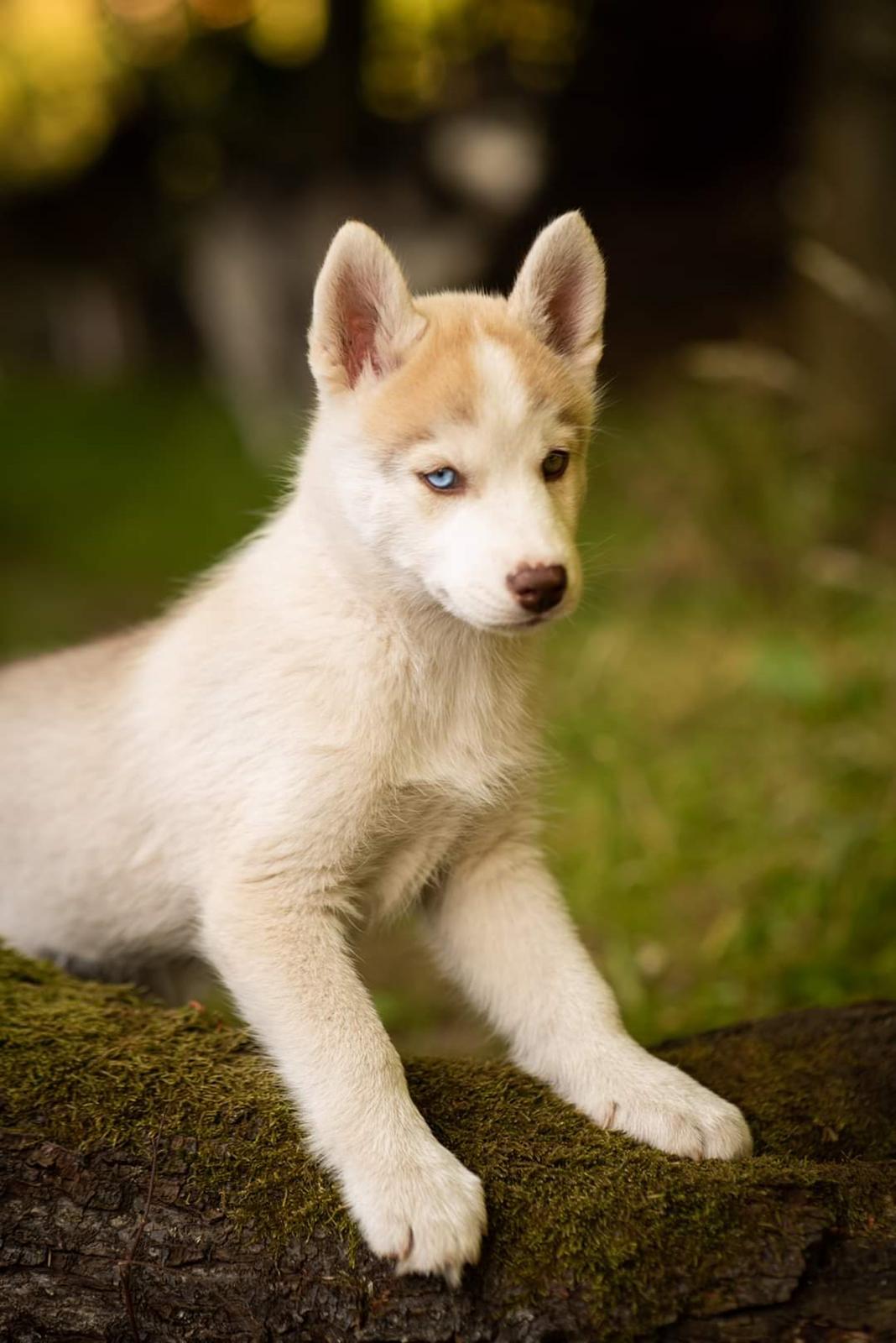 Siberian husky Mesmocan Red Sixteen (Luna)  billede 13