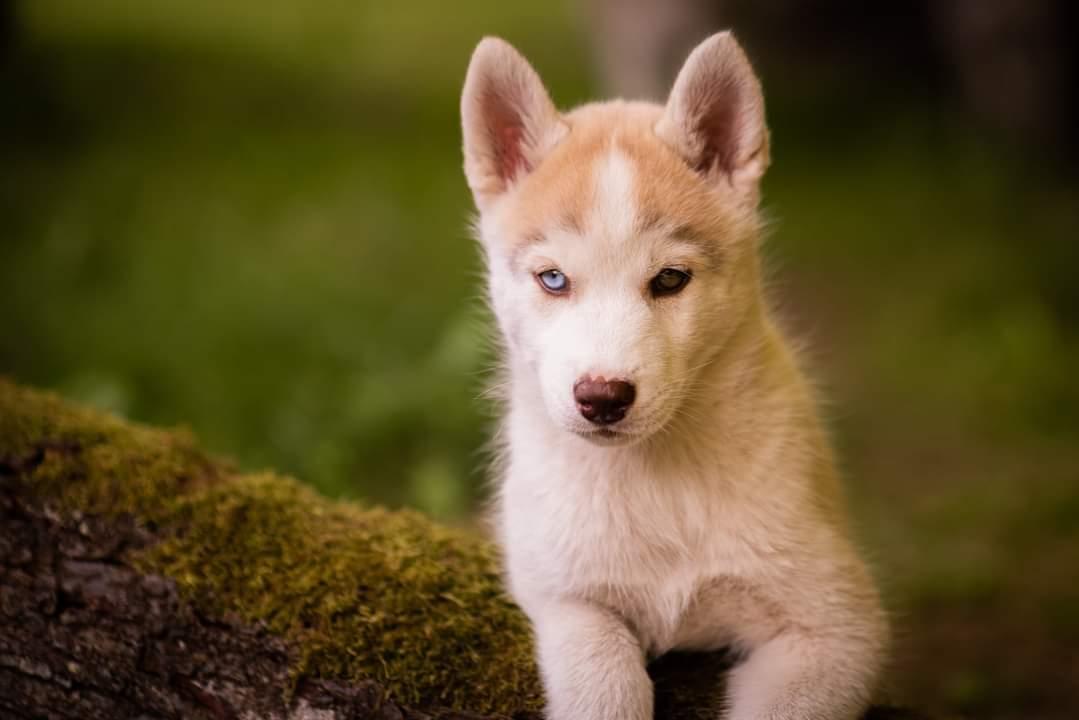 Siberian husky Mesmocan Red Sixteen (Luna)  billede 14