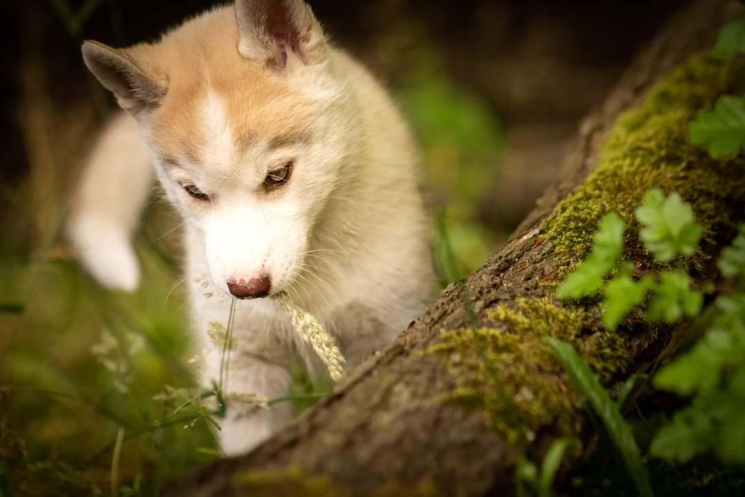 Siberian husky Mesmocan Red Sixteen (Luna)  billede 11