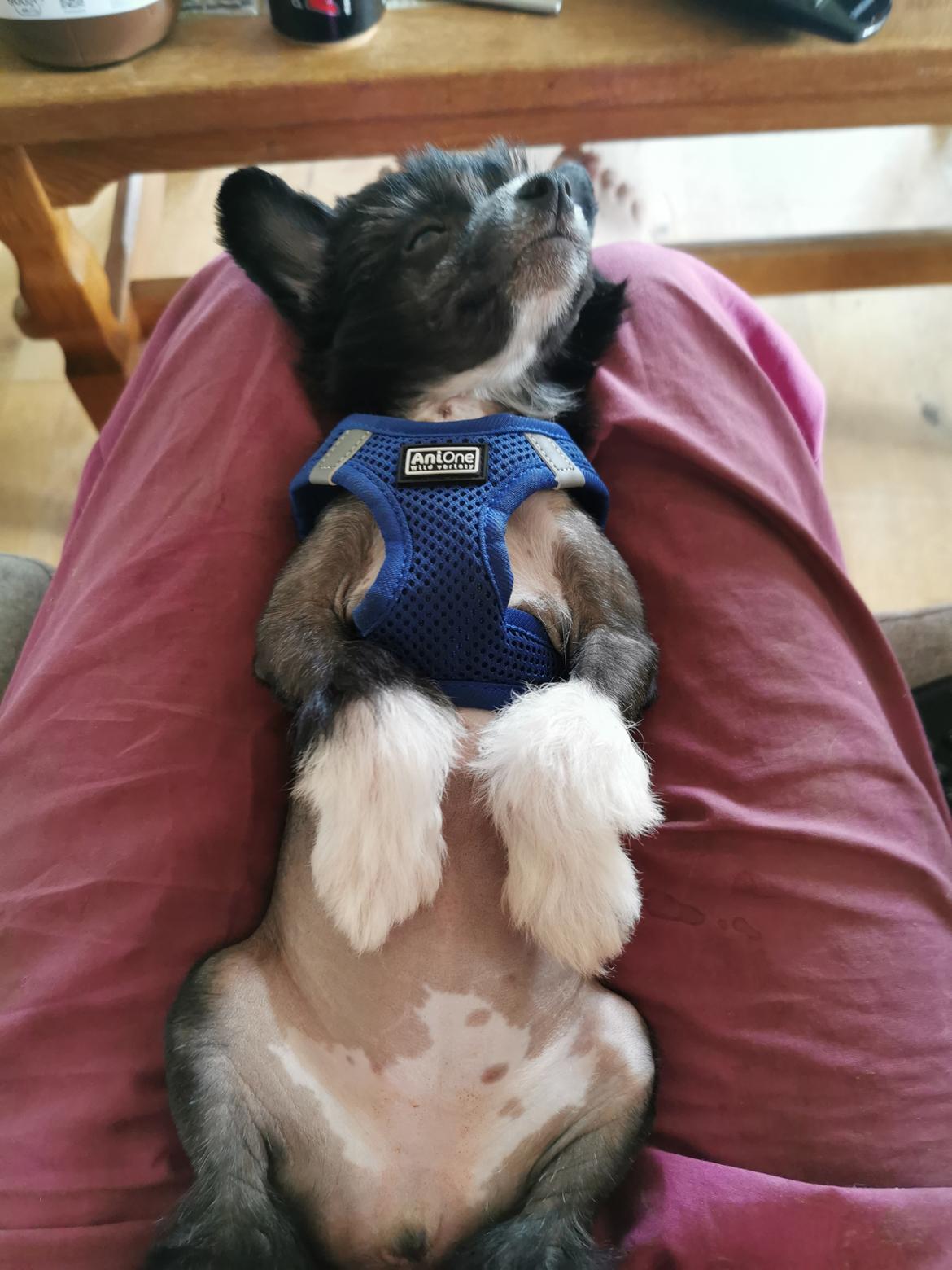 Chinese crested hårløs DJ - hun er faldet i søvn på mors ben 💓💓 billede 29