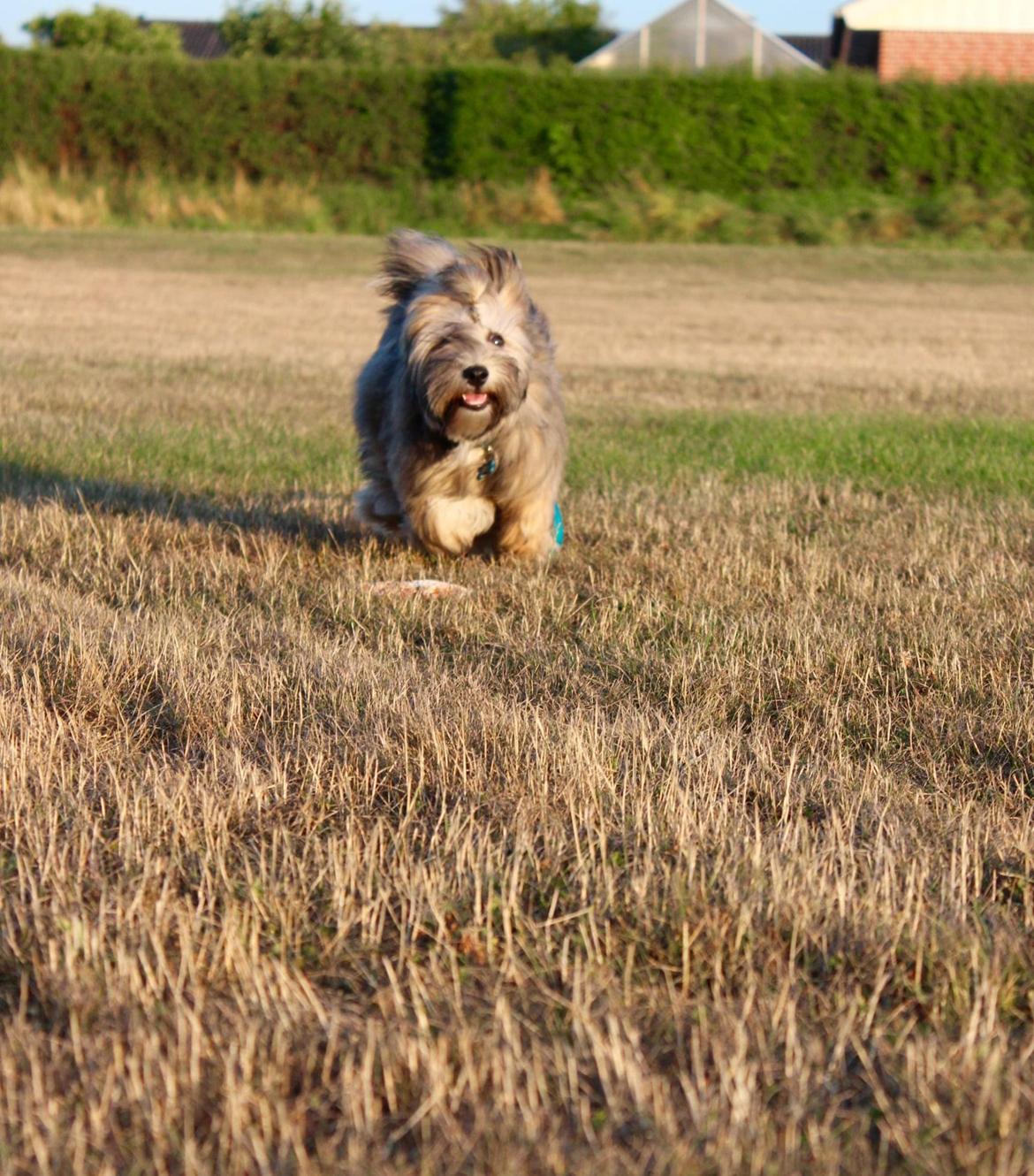 Bichon havanais Conan billede 17