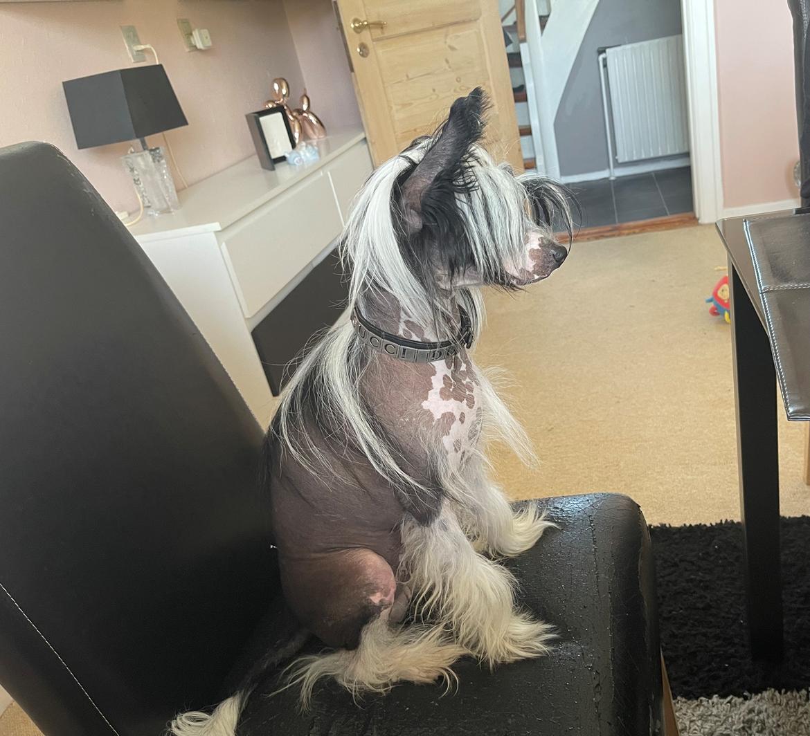 Chinese crested hårløs Sully billede 36