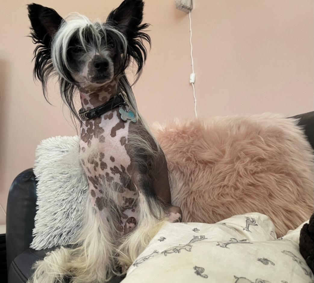 Chinese crested hårløs Sully billede 37