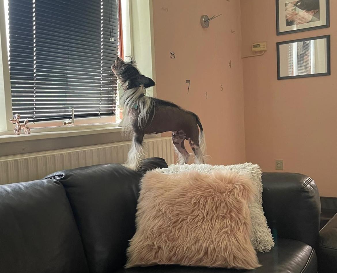 Chinese crested hårløs Sully billede 38