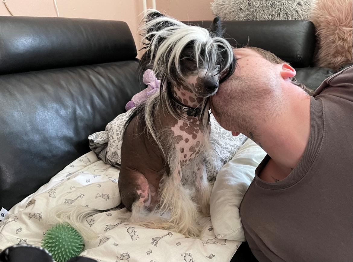 Chinese crested hårløs Sully billede 39