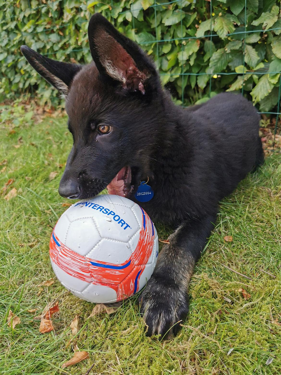 Schæferhund Bombay - Han er vild med bolde og god til at holde fast billede 8