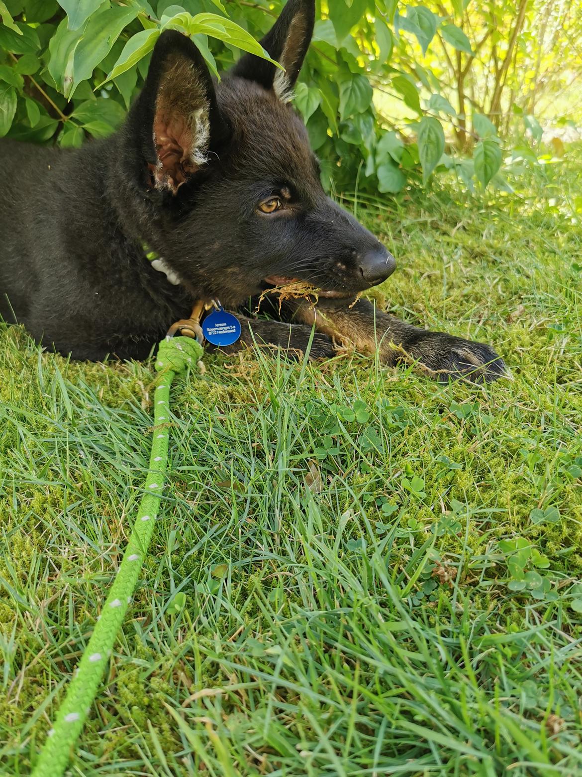 Schæferhund Bombay - Havearbejde kan han også billede 9