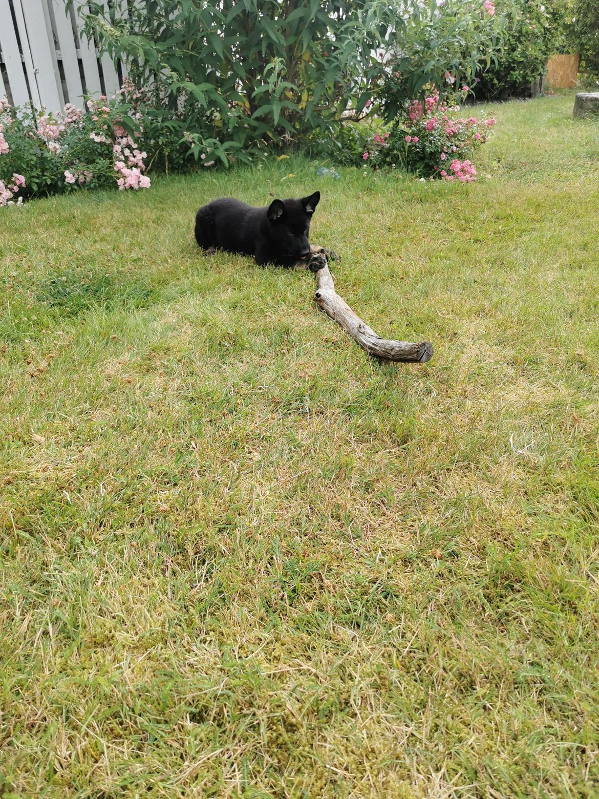 Schæferhund Bombay billede 12