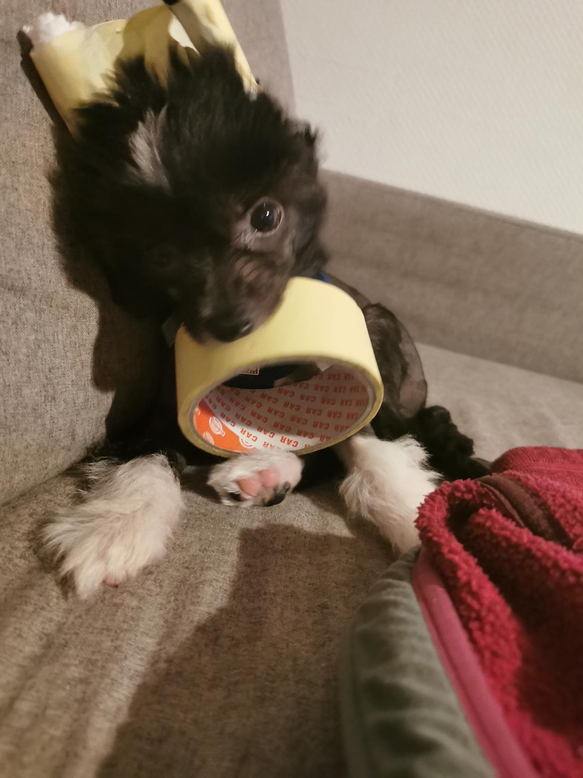 Chinese crested hårløs DJ billede 33