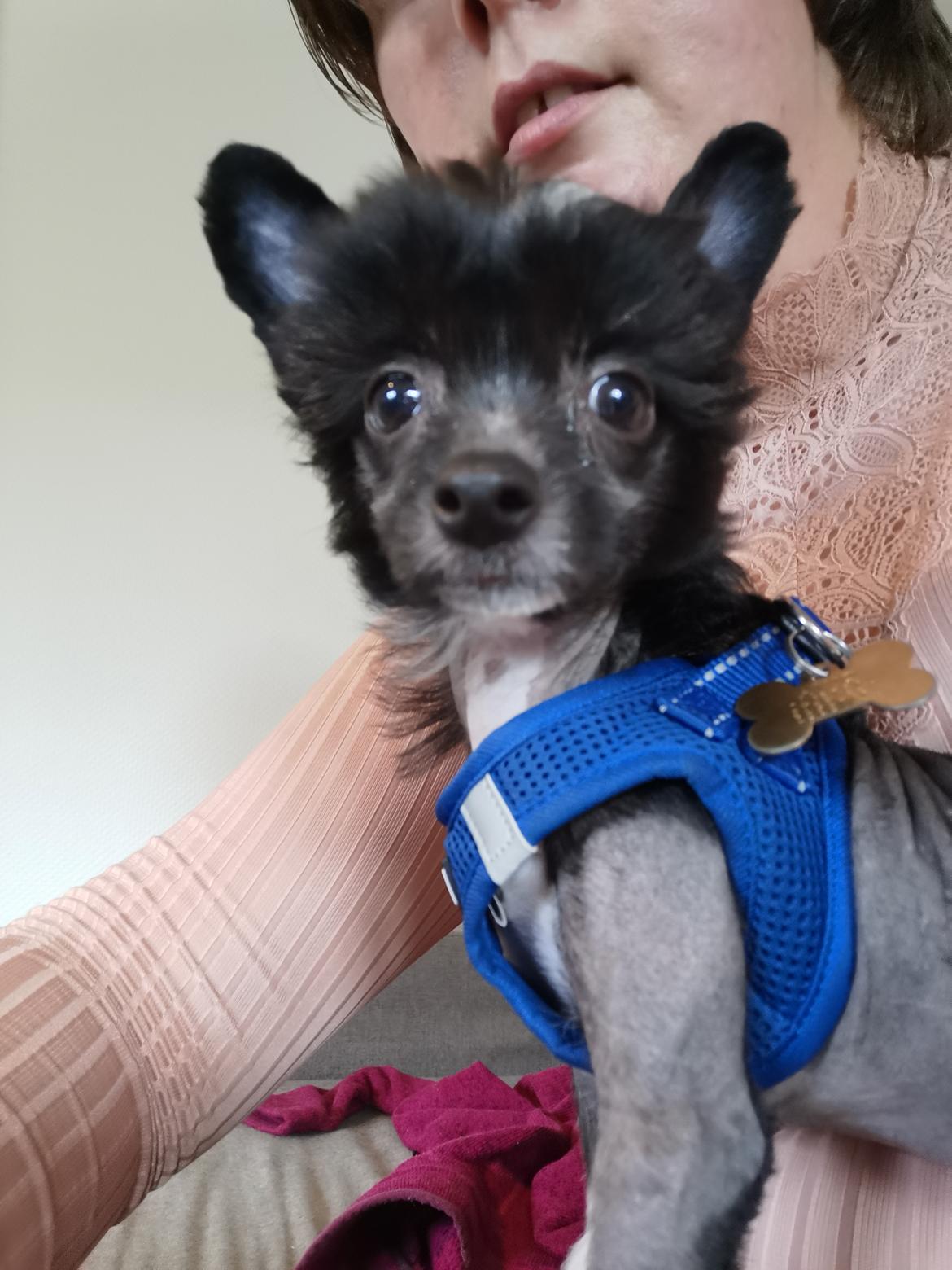 Chinese crested hårløs DJ billede 35