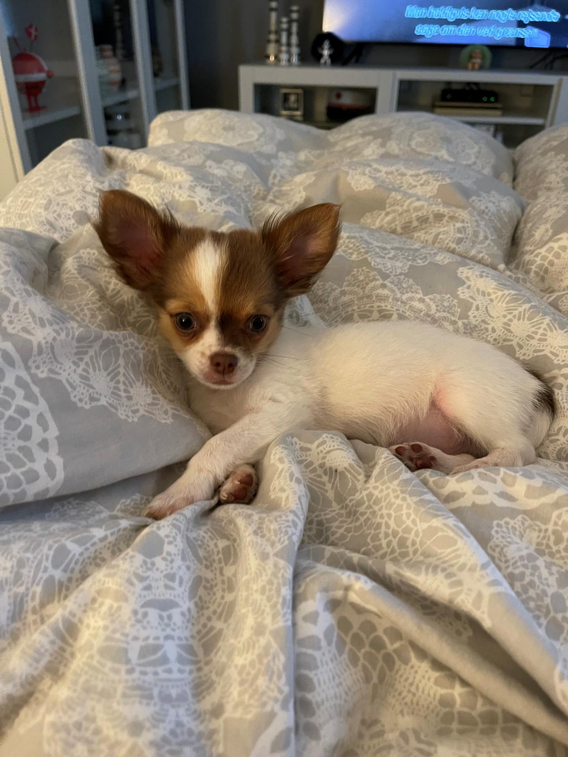 Chihuahua Cody - 💚 billede 8