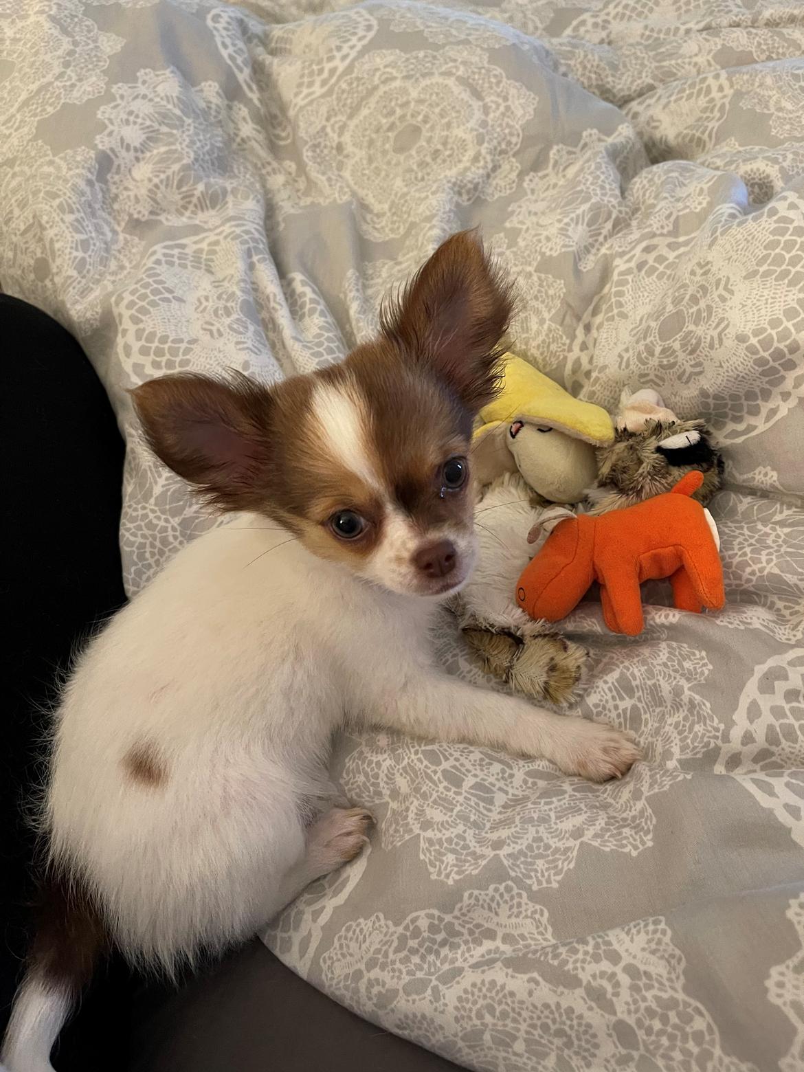 Chihuahua Cody - Min lille Cody💚 billede 9