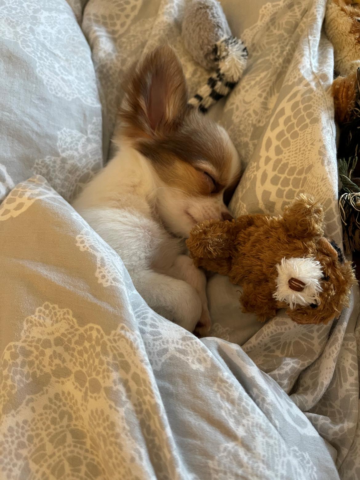 Chihuahua Cody - Mit hjerte smelter💚 billede 10