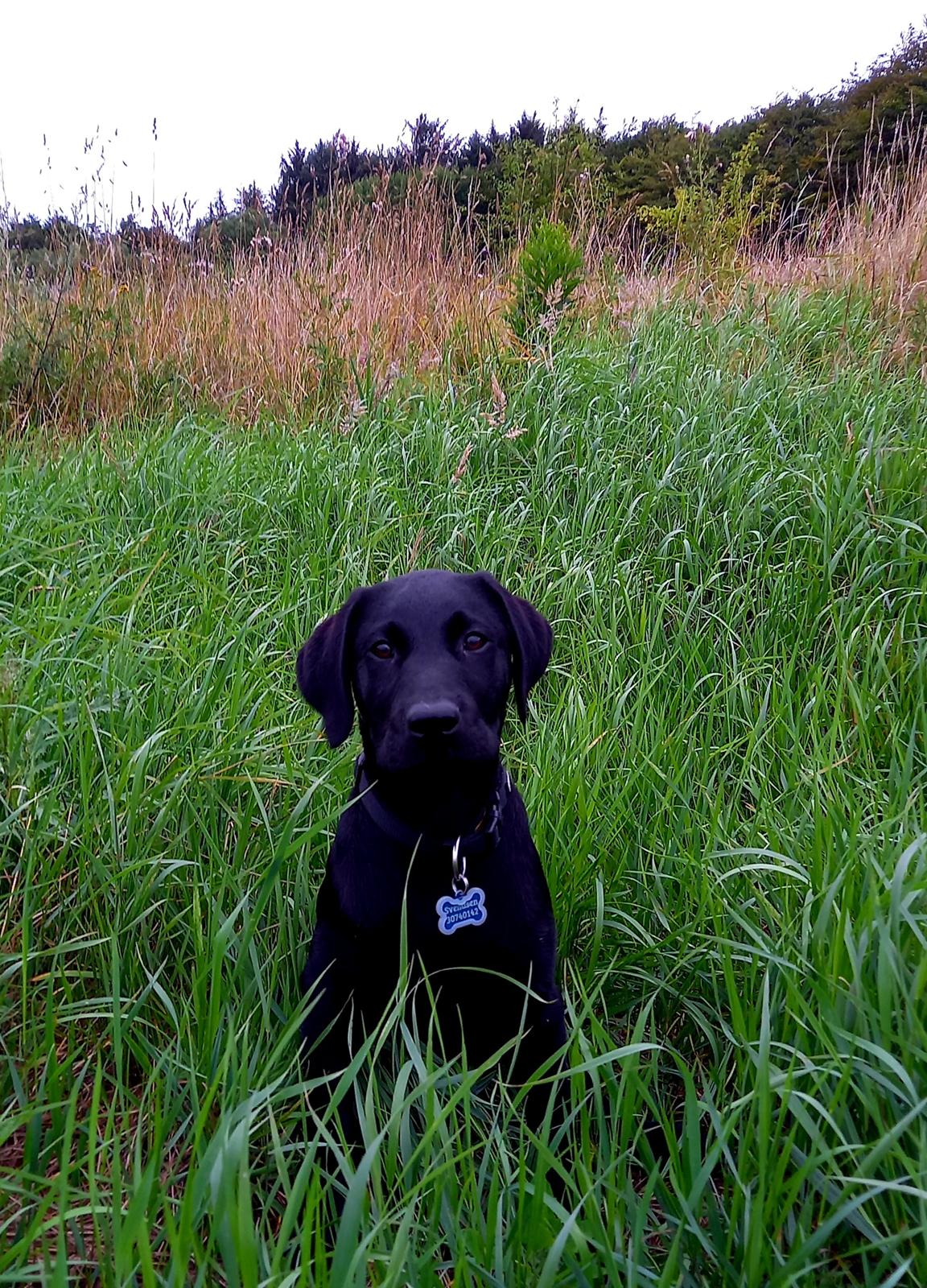 Labrador retriever Svendsen  billede 1