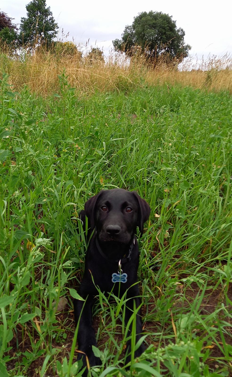 Labrador retriever Svendsen  billede 2