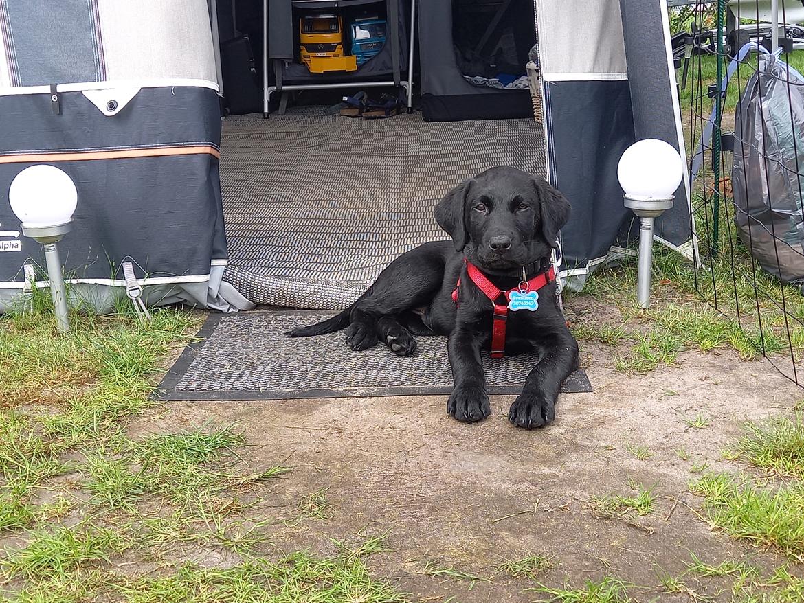 Labrador retriever Svendsen  billede 3