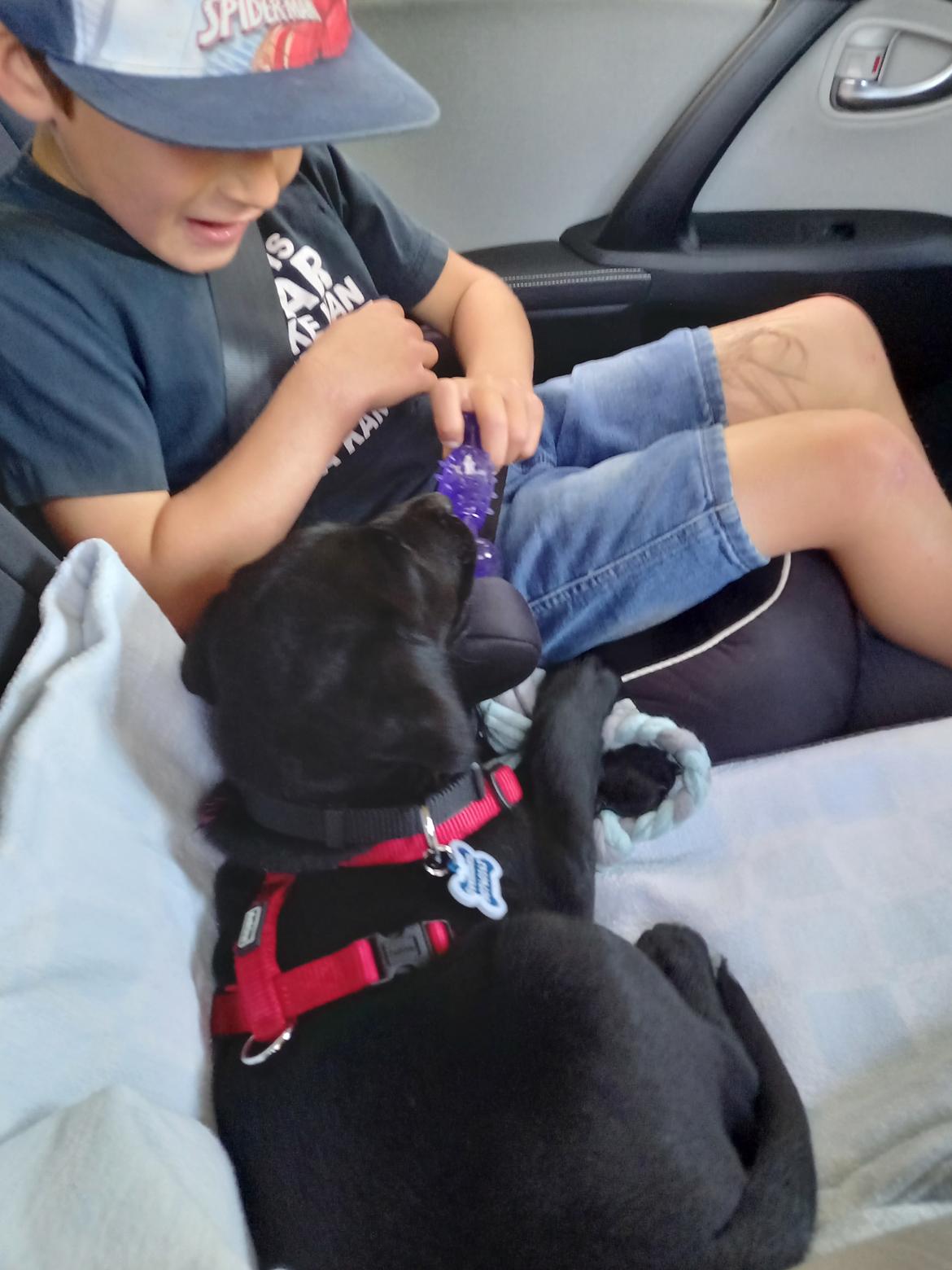 Labrador retriever Svendsen  billede 5