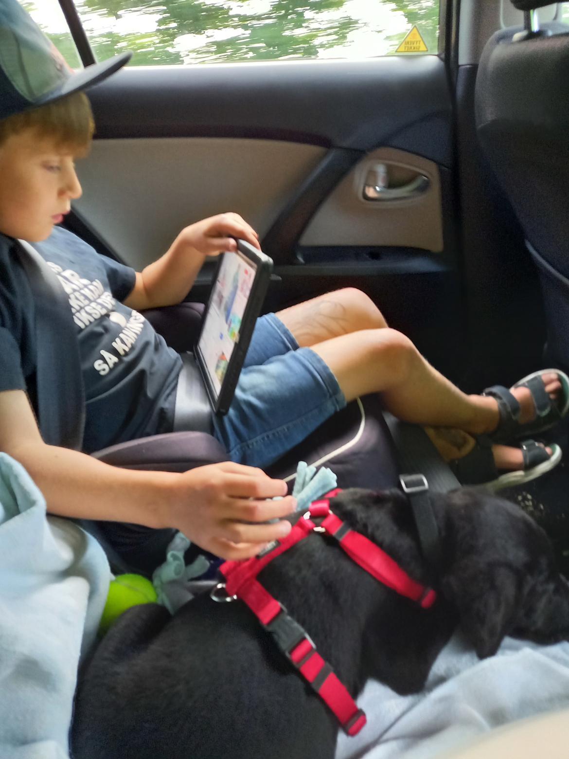 Labrador retriever Svendsen  billede 4