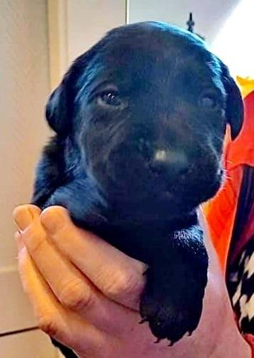Labrador retriever Svendsen  billede 6