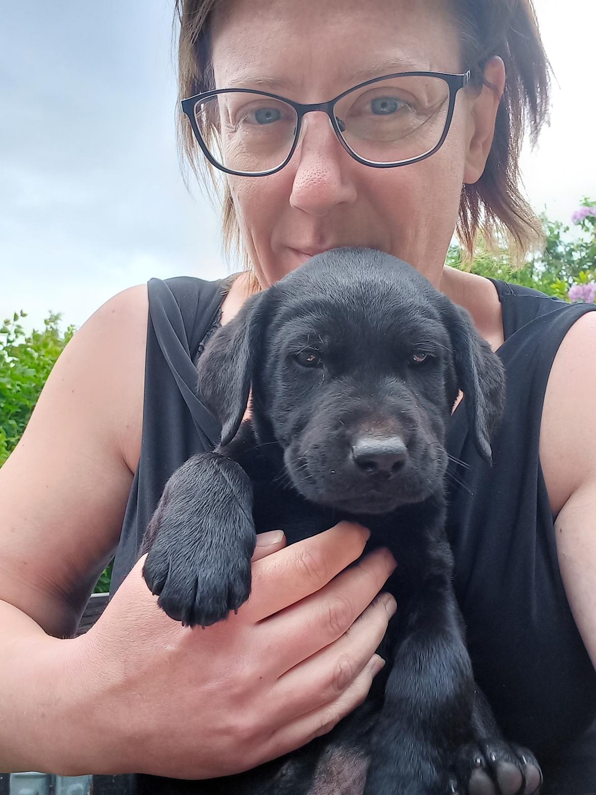 Labrador retriever Svendsen  billede 7