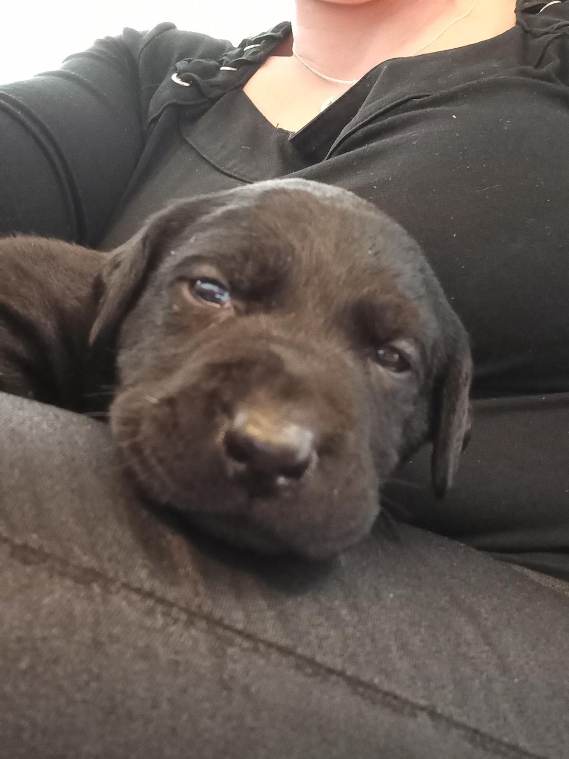 Labrador retriever Svendsen  billede 9