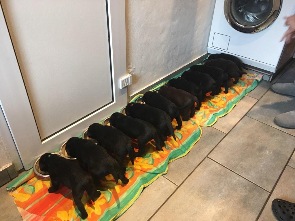 Labrador retriever Svendsen  billede 8