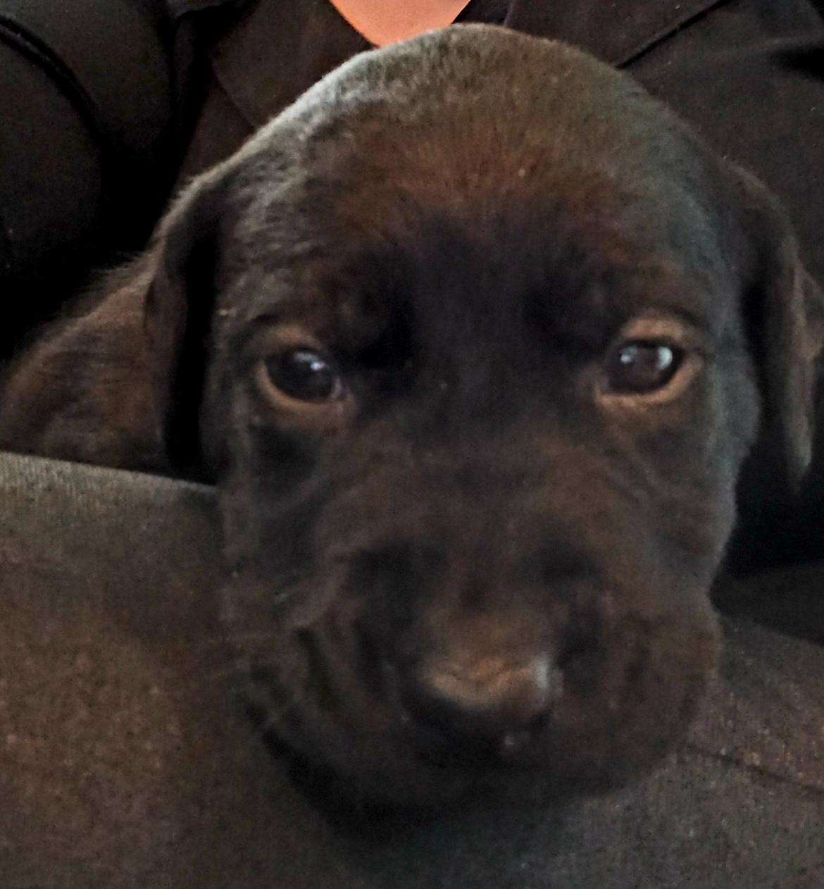 Labrador retriever Svendsen  billede 10