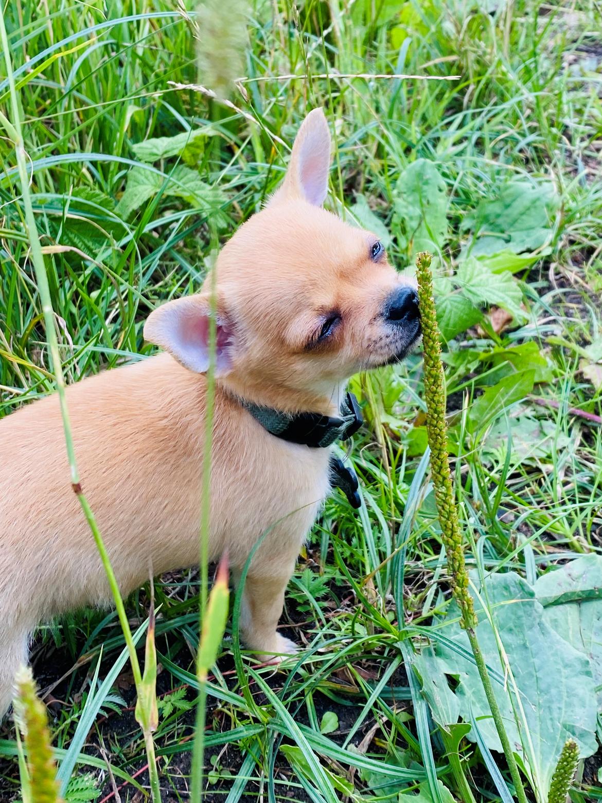 Chihuahua Timon billede 1