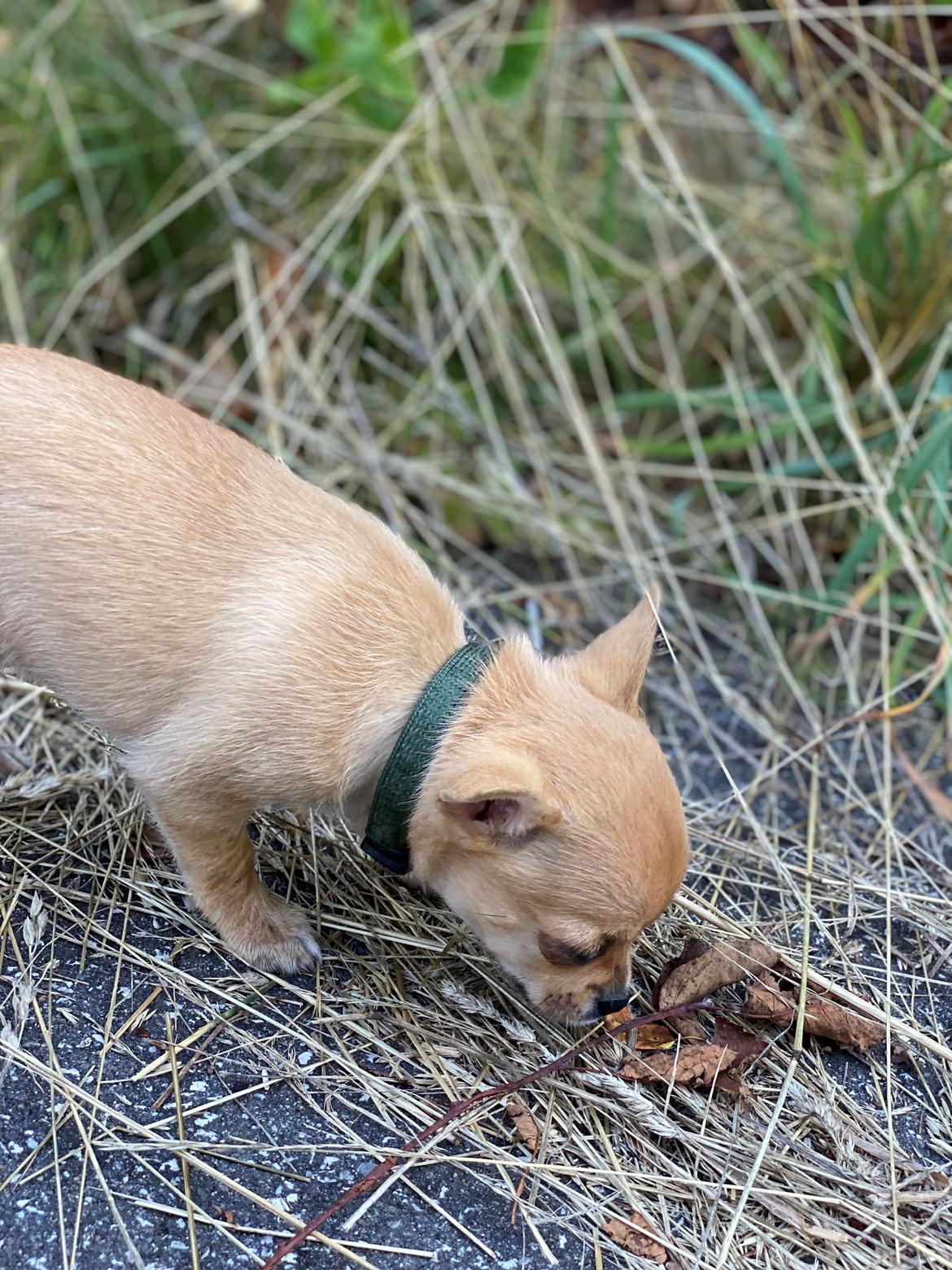 Chihuahua Timon billede 7