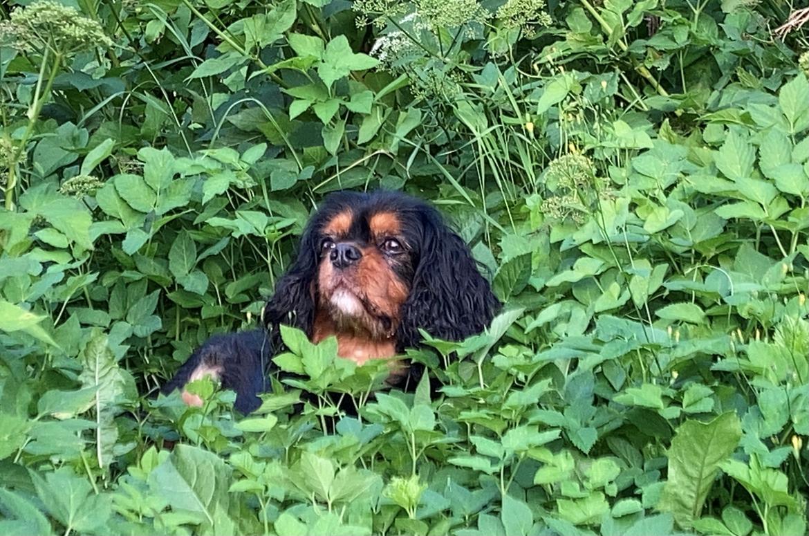 Cavalier king charles spaniel Buster billede 4