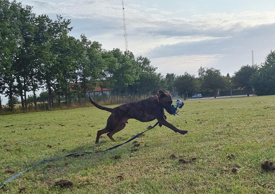Blanding af racer Kenai billede 7