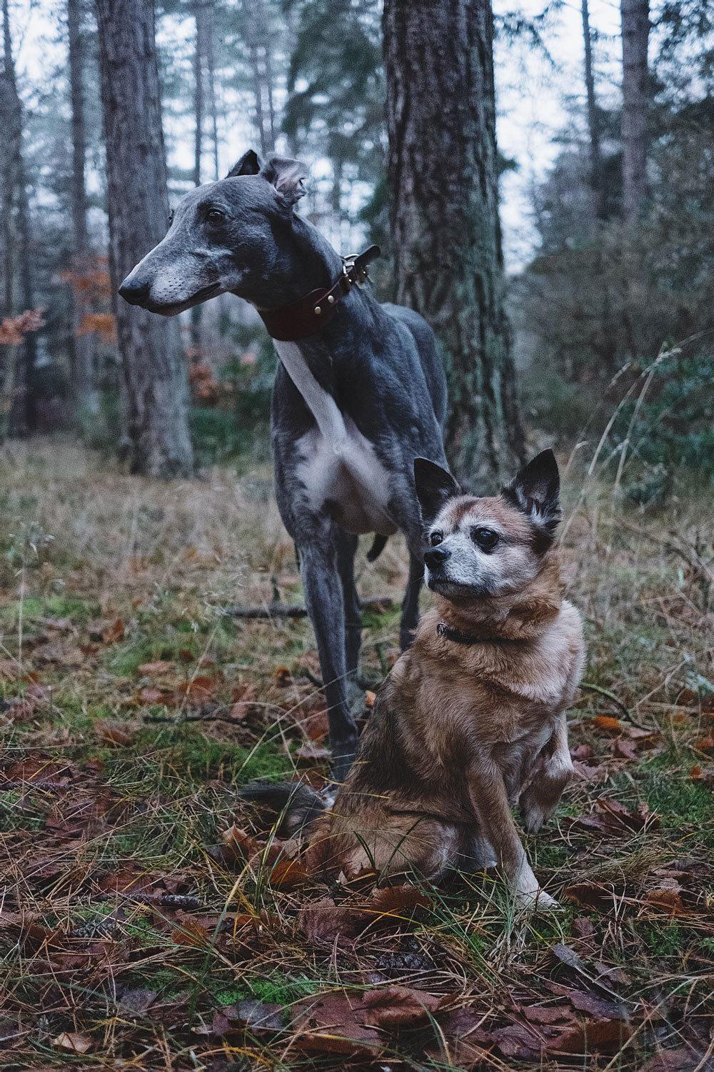 Greyhound Azul billede 8