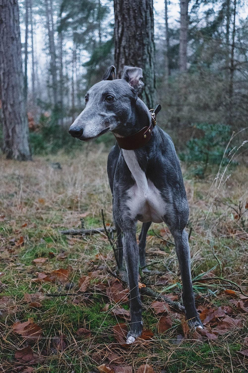 Greyhound Azul billede 34