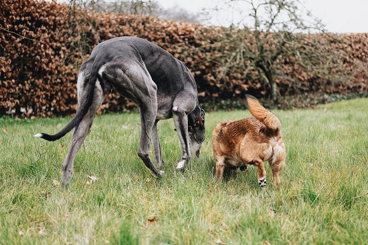 Greyhound Azul billede 5